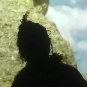 Meet your Posher, Linee